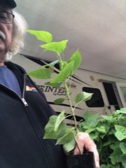 Catulpa seedling